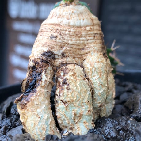euphorbia micracantha《M size》※現地球株発根済※細く無数に生える長めの棘を持つどっしり構えの男前な一株※black bowl pot植え
