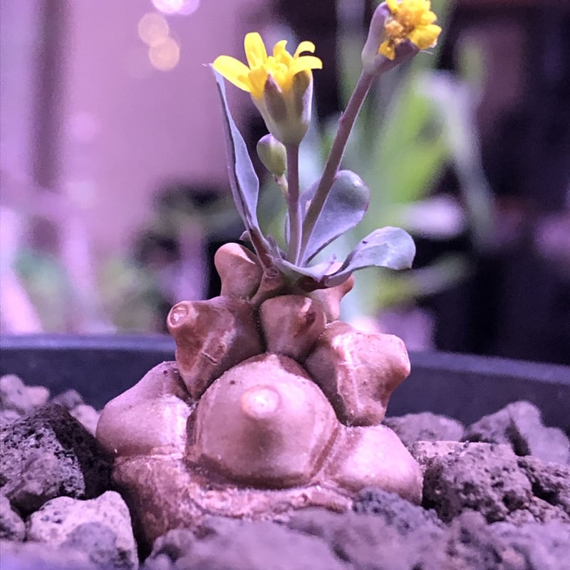 専用　冰雹　ブツブツ　内棘　裏棘　発根済み　8 ホタルクス FE4P 電子点灯管 グロー球 40W形用 口金P21 10個