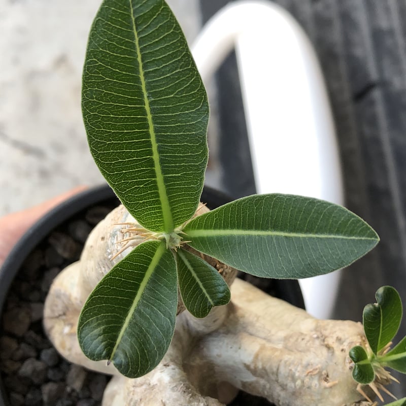 パキポディウム エブレネウム Pachypodium eburneum ⑤ pachypodium eburneum《L size》※現地球株発根済※メクれ上がった