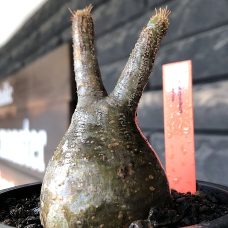 pachypodium gracilius《小さめS size》一部green肌株※現地球発根後店主国内管理2年株※小振りで丸々としたかわいいグラキ※mad black pot植え