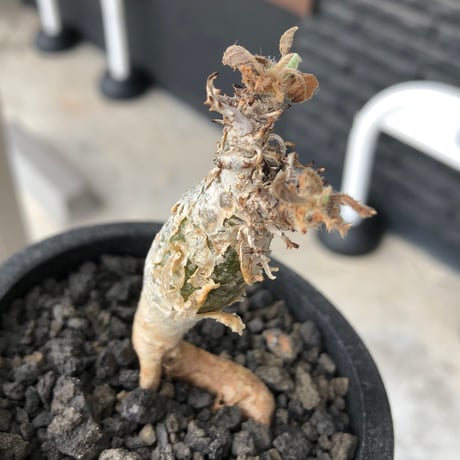 sesamothamnus rivae《大きめS size》※現地球株発根済※小振り現地球株は逆に珍しく白く美しくも味深き表皮のメクれが堪らない一株※black pot植え