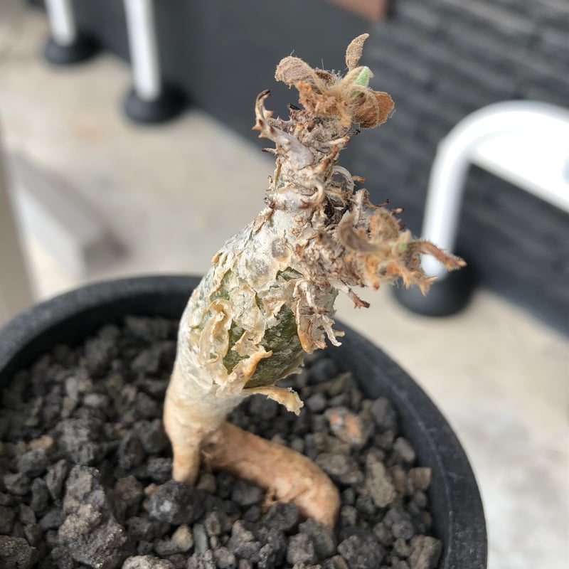 sesamothamnus rivae《大きめS size》※現地球株発根済※小振り現地球株は
