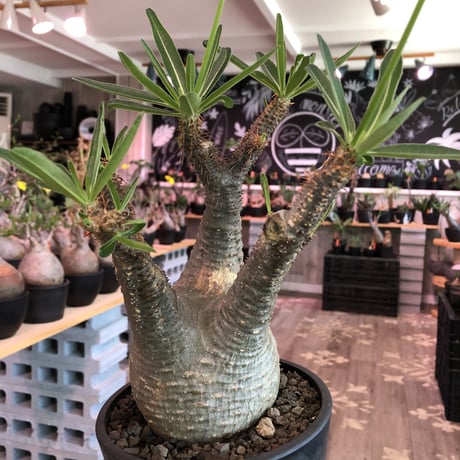packypodium  gracilius《大きめM size》※現地球発根済株※店主国内管理3年株※大きめbalance整ったグラキ‼︎開花しかわいさ倍増中※mad black pot植え