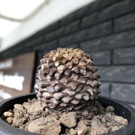 euphorbia bupleurifolia《大きめM size 》※まん丸球体株※現地球発根後店主国内管理5年株※ボコボコ肌＆良サイズ感なまん丸球体株※mad black pot植え