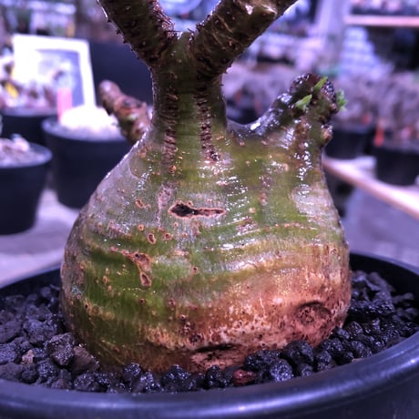 packypodium  gracilius《大きめM size》※現地球発根済株※店主国内管理5年株※一部現地焼けと希少green肌＆纏まり過ぎない歪感ぼってり樹形※mad black pot植え