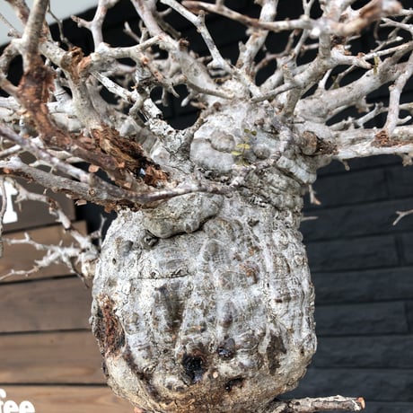 opercullicarya  pachypus《L size》現地球  未発根  新鮮株