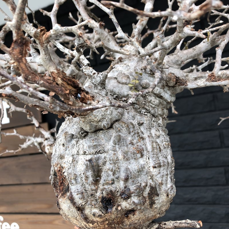 opercullicarya pachypus《L size》現地球 未発根 新鮮株 |