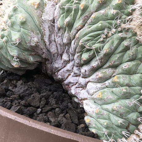 strombocactus 白棘菊水綴化群生《XL size》驚愕激希少‼️現地球発根後店主国内管理17年株※力強く美しい渾身のcollection株※brown marble bowl pot植え