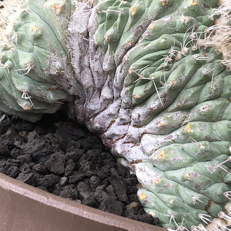 サボテン　菊水　綴化　大疣　実生　プラ鉢　検）グラキリス　パキプス　アガベ サボテン 菊水 綴化 大疣 実生 プラ鉢 検）グラキリス パキプス