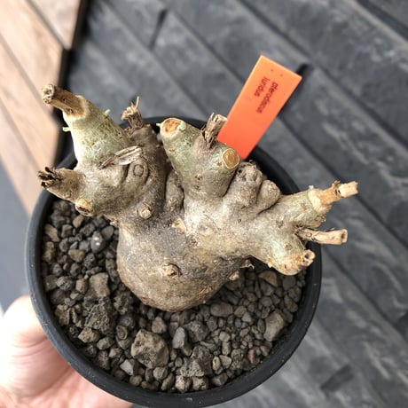 pterodiscus luridus 《大きめM size》極低重心株※現地球発根後店主国内管理3年株※balance良く、極めて枝振り良き一株※mad  black bowl  pot植え
