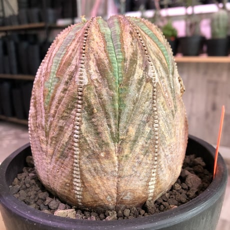 euphorbia obesa《L size》年代物‼︎木質化株‼︎※大変古株のため、頭頂部付近まで木質化したかっこ良く仕上がった一株‼︎※mad black bowl pot植え
