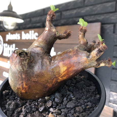 pachypodium  cactipes《M size》極赤肌株※現地球発根済株※店主国内管理4年株※極赤味が強く自己主張強きカクチペス‼︎存在感抜群な選抜株※mad black pot植え