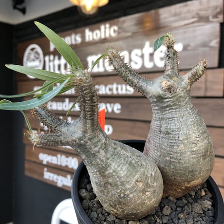 packypodium  gracilius《M size》W-he'd株🌵🌵※現地球発根済株※店主国内管理3年株※compactぼってり樹形‼︎丸々かわいい二分頭※mad black pot植え