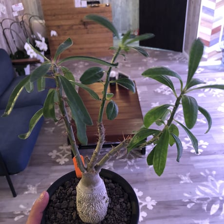 packypodium   bispinosum《M size》