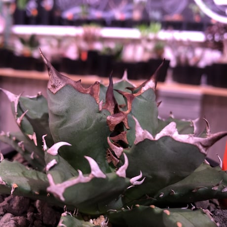 agave     titanota《M  size》Sよりのサイズ感で成熟株の装い   mad  black  pot植え
