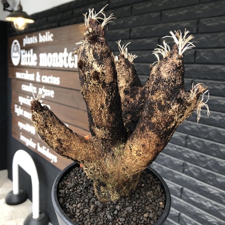 xerophyta  trichophylla《S size》※現地球発根済株※驚愕強靭株※枝振り良くスマートなweightもlow‼︎かわいい小振りサイズ※mad black pot植え