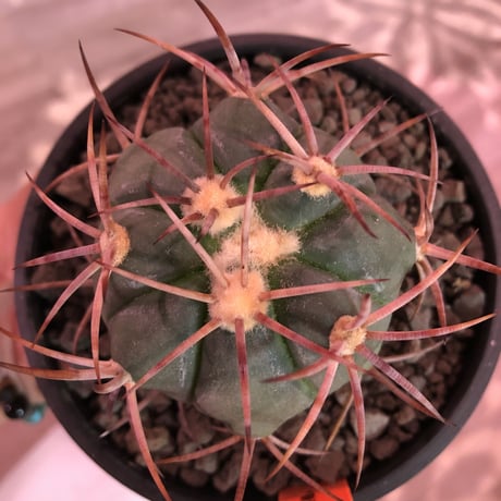 echinocactus 太平丸　var.強刺nicolii《大きめM size》※現地実生発根済株※現地実生ニコリー‼︎棘先が黒ずんだ現地らしい趣※mad black bowl pot植え