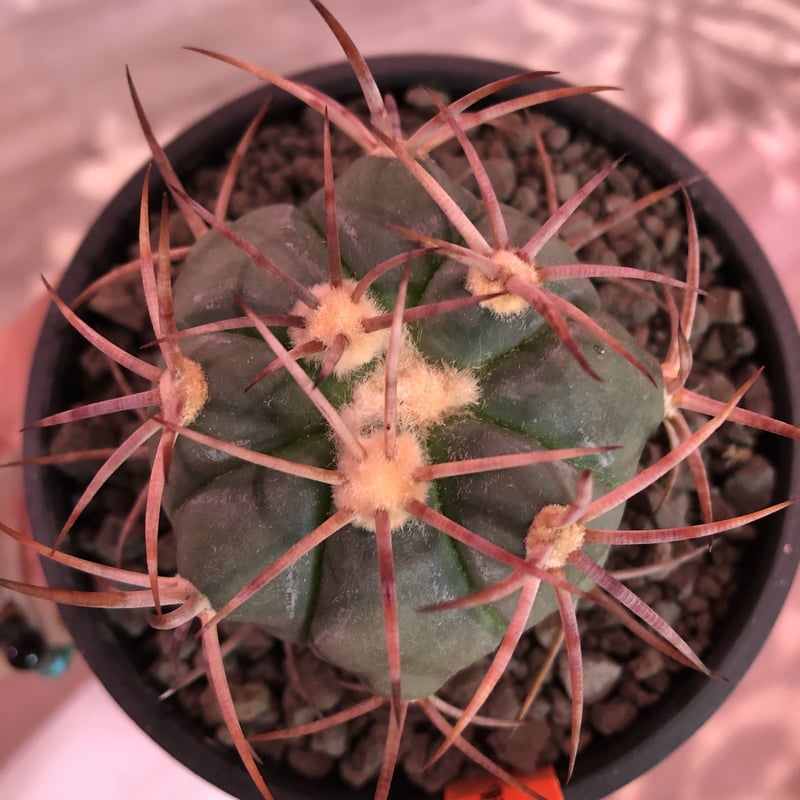 限定値下げ　実生美株　エキノカクタス　強黒刺太平丸　強刺 echinocactus 太平丸 var.強刺nicolii《大きめM size》※現地実生