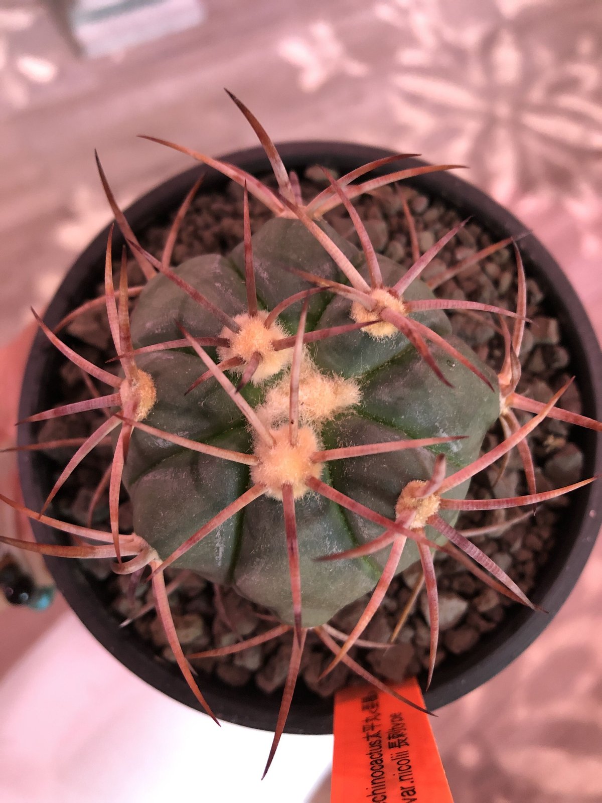 太平丸　エキノカクタス　黒棘 太平丸 エキノカクタス 黒棘