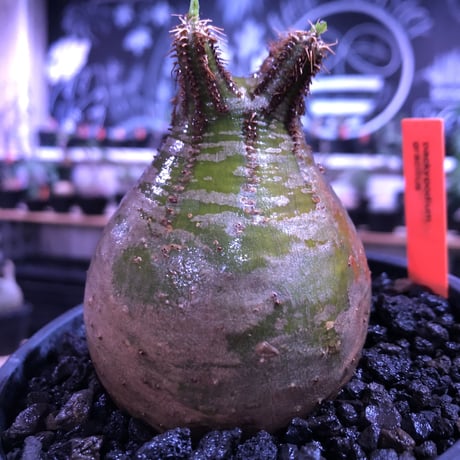 packypodium  gracilius《M size》green肌‼︎驚愕低重心※現地球発根済株※店主国内管理3年株※極短枝で愛くるしいcolorに極ぼってり樹形※mad black pot植え