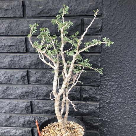 senna  meridionalis《L size》おススメ株‼︎