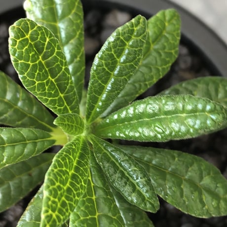 希少‼︎ dorstenia gigas《S size》littmon  seed🌱（実生株）※将来へ充分高期待できる人気者選抜株‼︎ ※mad black pot植え