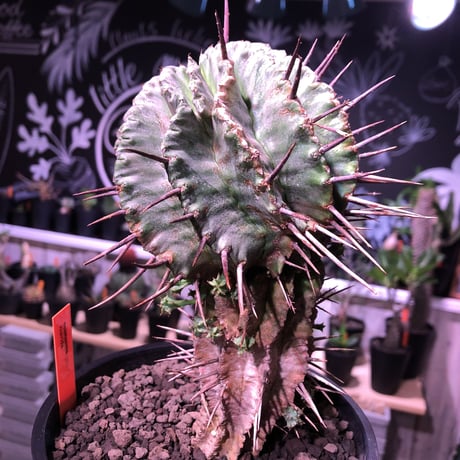 euphorbia    horrida《M size》発根済み株‼︎　from  Europa産‼︎