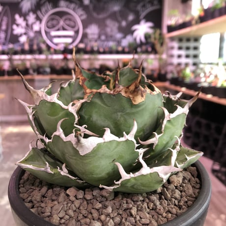 agave  titanota  白鯨《M size》※最高の鋸歯に幅広肉厚葉（限定2株）※mad black bowl pot植え