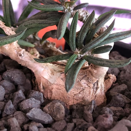 euphorbia cylindrifolia《M size》※塊根はぼってりと丸く、off-white肌に多肉質の葉を展開する上品な一株‼︎※mad black bowl pot植え※限定２株