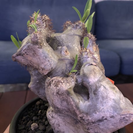 packypodium brevicalyx《M size》正真正銘W-head🌵🌵※発根済み株  littmon激オススメ株‼︎   ※mad  black  pot植え