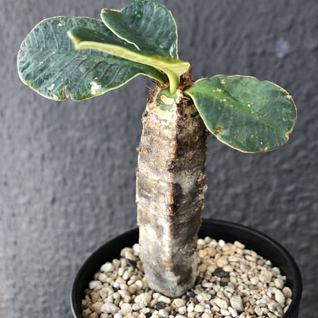 euphorbia    neohumbertii《噴炎竜》
