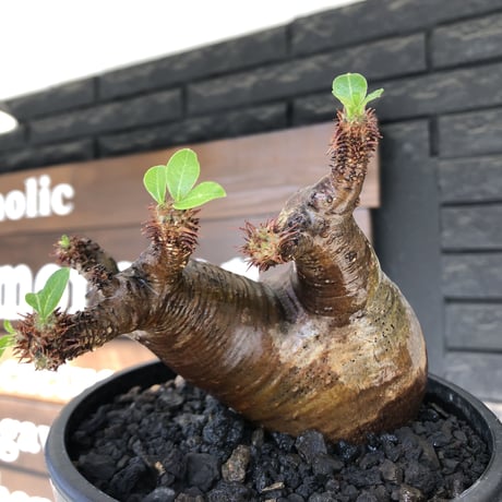 pachypodium  cactipes《M size》極赤肌株※現地球発根済株※店主国内管理4年株※極赤味が強く自己主張強きカクチペス‼︎存在感抜群な選抜株※mad black pot植え