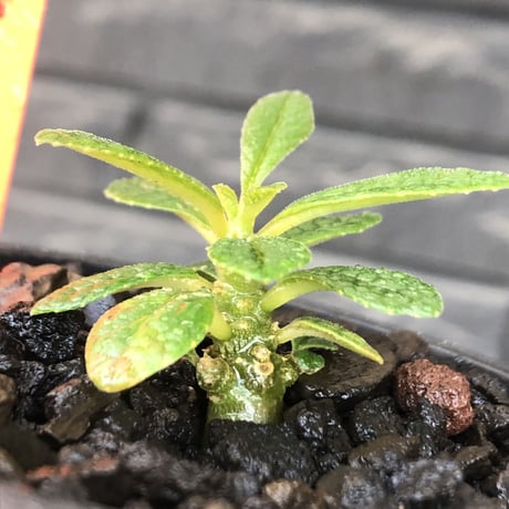 希少‼︎ dorstenia gigas《S size》littmon  seed🌱（実生株）※今季成長&枝振りに期待できる将来有望人気者ギガス※mad black pot植え