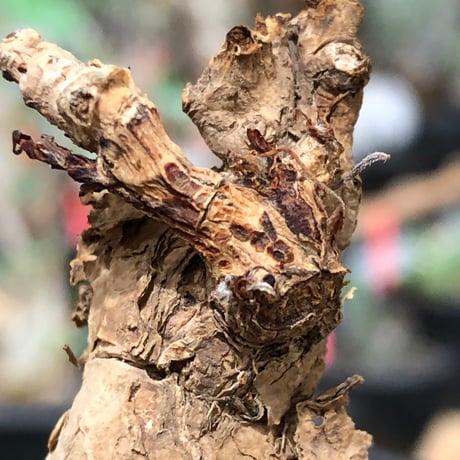 pelargonium  pulverulentum《L size》※現地球株発根済※足元から二股になっており絶妙な樹形バランスが堪らない‼︎※black pot植え