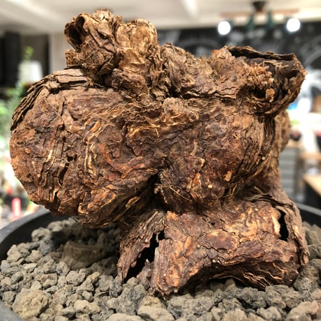 pelargonium  triste《XL size》※現地球株発根済※とびきり巨岩のトリステ‼︎更に丸みも強く伸びておらず良樹形な一株‼︎※black bowl pot植え