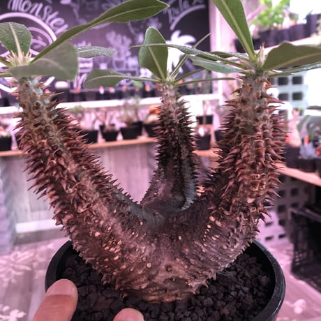 packypodium  horombense《M size》※現地球発根済み株‼︎ ※bronzeよりのmad質な赤肌ホロン‼︎※mad black pot植え