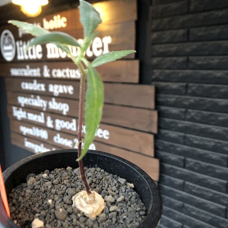 dorstenia   psilurus《大きめS size》激希少種※現地球発根後店主国内管理1年株※中々手に入らない現地球株レア物※mad black pot植え