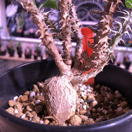 euphorbia    hofstaetteri《M size》希少‼︎