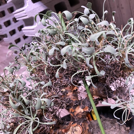 othonna  euphorbioides（L size）