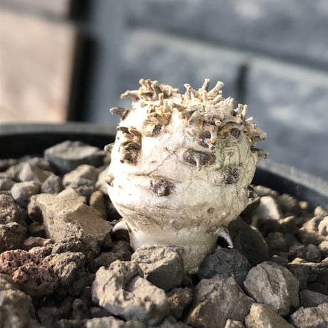 sarcocaulon peniculinum《S size》激希少種※現地球発根後店主国内管理5年株※堪らないほど極白の美しい一株※mad black pot植え