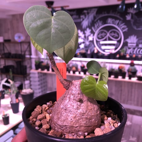 pseudbombax   ellipticum《M size》