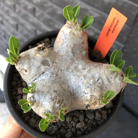 pachypodium  brevicaule恵比寿笑い《M size》※現地球発根後店主国内管理3年株※美しい肌を持つ手乗りサイズ感‼︎※mad black bowl pot植え