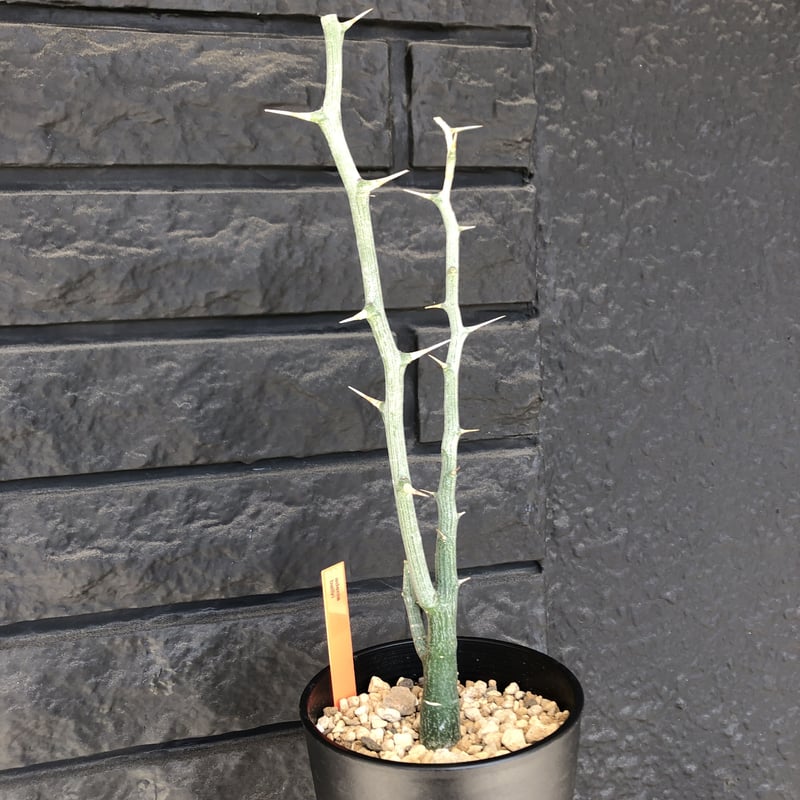 t*y様 A0509 超希少 アデニア バリー 現地球 adenia ballyi《M size》※極めて流通のないソマリア激希少株