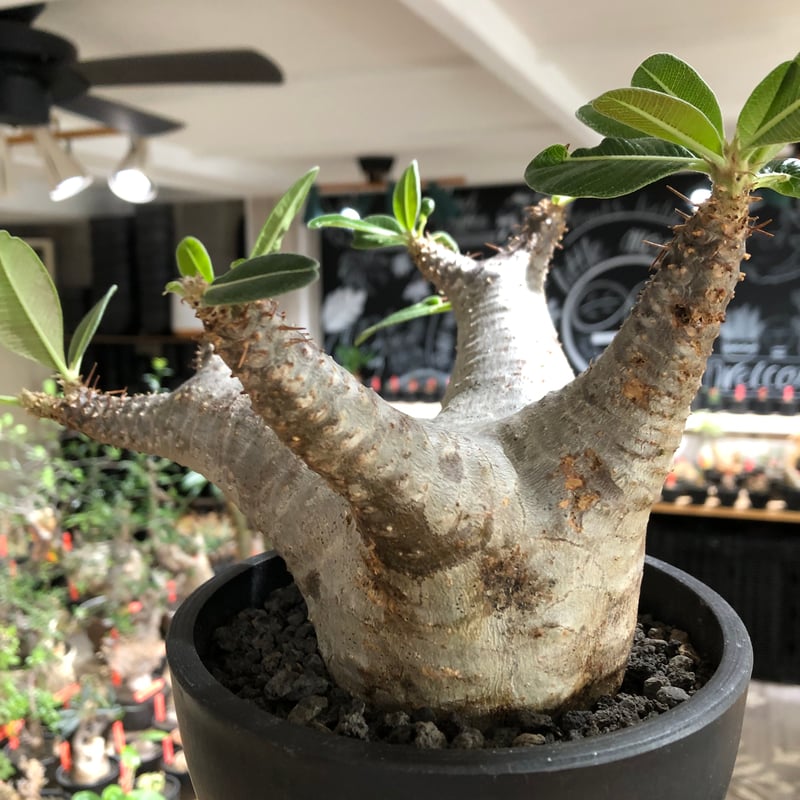 pachypodium enigmaticum《L size》※現地球株発根済※ワイルドな極太