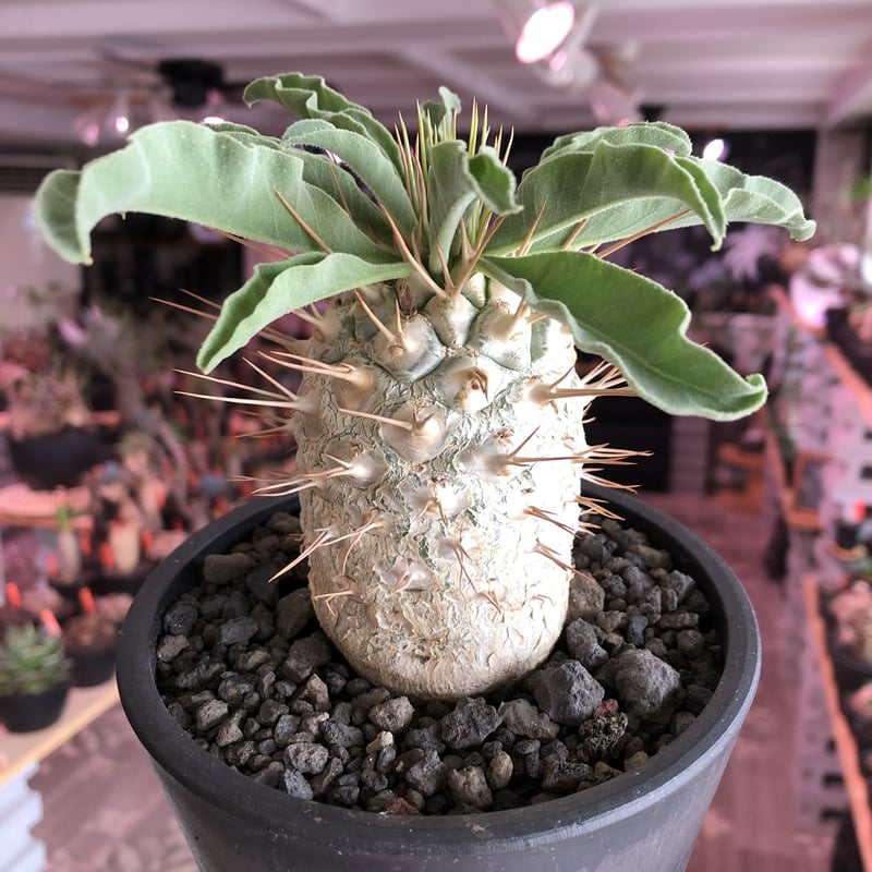 packypodium namaquanum 光堂《L size》littmon seed🌱 packypodium namaquanum 光堂《L size》littmon seed🌱