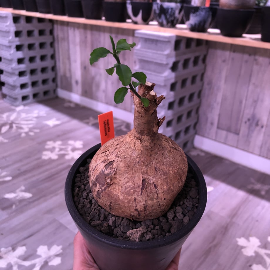 5e09be2d6c7d6350acf48937
