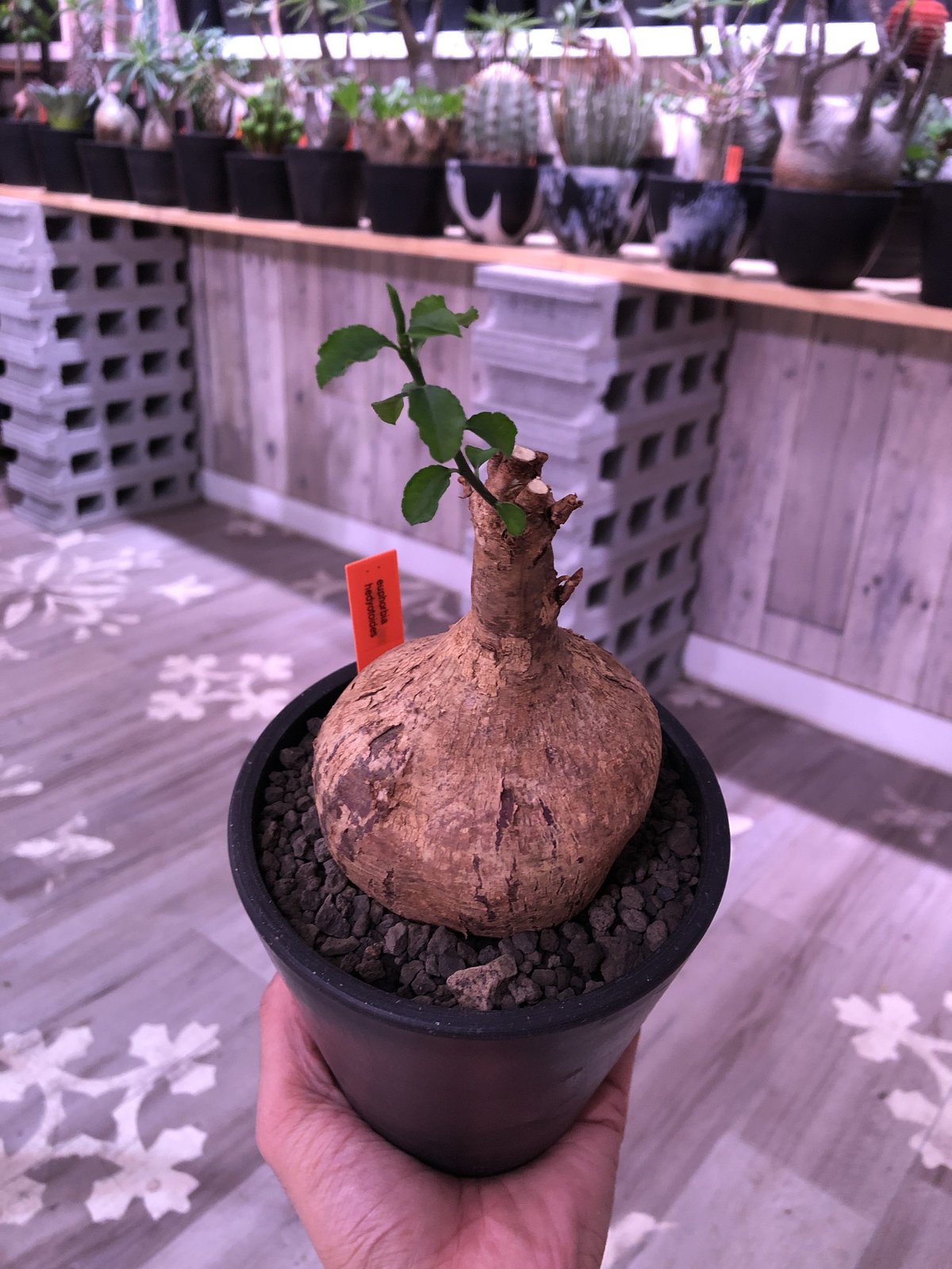 euphorbia hedyotoides《M size》※店主三年管理株‼︎※大変美肌であ