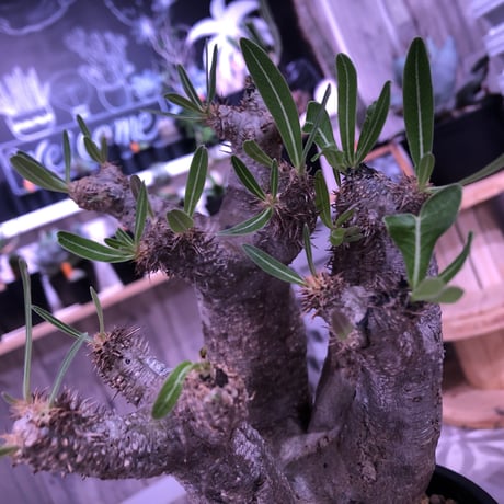 packypodium    inopinatum 《L size》発根済み株‼︎躍動感が半端ないイノピ