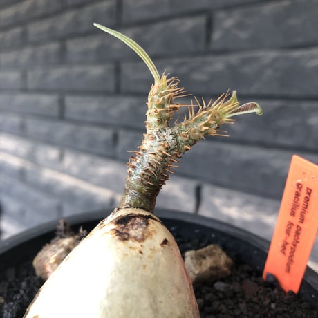 pachypodium gracilius《M size》現地焼け肌&4-he'd株※現地球発根後店主国内管理3年株※まさに🥚卵のかの如く‼️渾身の一株※mad black bowl pot植え