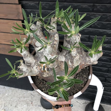 pachypodium brevicalyx 《XL size》※現地球株発根済※bigサイズ‼︎低重心半端なき枝振りも堪らない※brown marble bowl pot植え